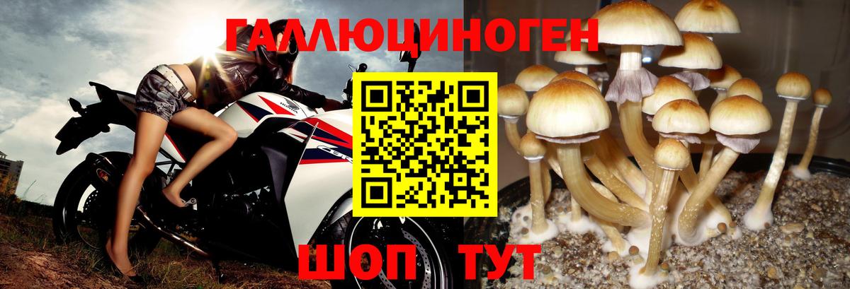 Галлюциногенные грибы Psilocybine cubensis Дзержинск